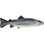 Pstrąg Tęczowy - drewniana płaskorzeźba - rzeźba (Model 2) rzeźba drewniana – dekoracja salonu – ujęcie 3