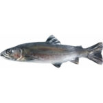 Pstrąg Potokowy - płaskorzeźba drewniana - rzeźba (model 1) rzeźba drewniana – dekoracja salonu – ujęcie 2