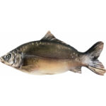 Karp - płaskorzeźba drewniana - rzeźba (model 1) rzeźba drewniana – dekoracja wnętrza