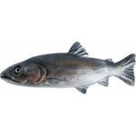 Pstrąg Potokowy - płaskorzeźba drewniana - rzeźba (model 1) rzeźba drewniana – dekoracja biblioteki