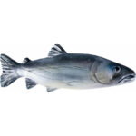 Pstrąg Tęczowy - drewniana płaskorzeźba - rzeźba (Model 2) rzeźba drewniana – dekoracja gabinetu