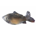 Karp - płaskorzeźba drewniana - rzeźba (model 3) rzeźba drewniana – dekoracja salonu